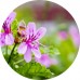 Rose Geranium E/O: Vital Herb